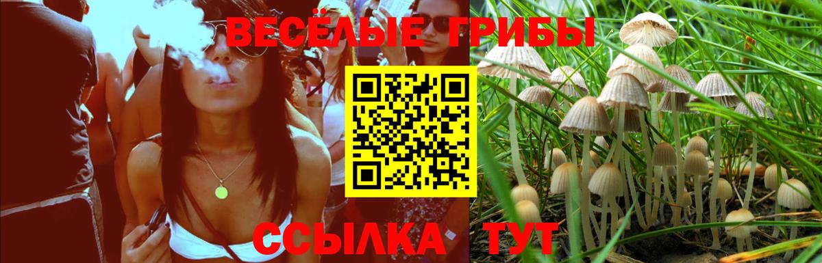 Камень-на-Оби  Галлюциногенные грибы MAGIC MUSHROOMS  Вход с VPN 